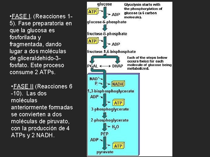  • FASE I. (Reacciones 15). Fase preparatoria en que la glucosa es fosforilada