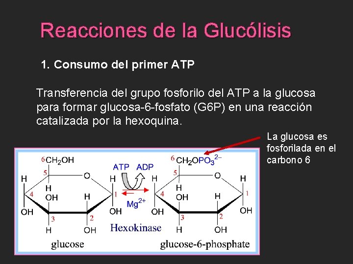 Reacciones de la Glucólisis 1. Consumo del primer ATP Transferencia del grupo fosforilo del