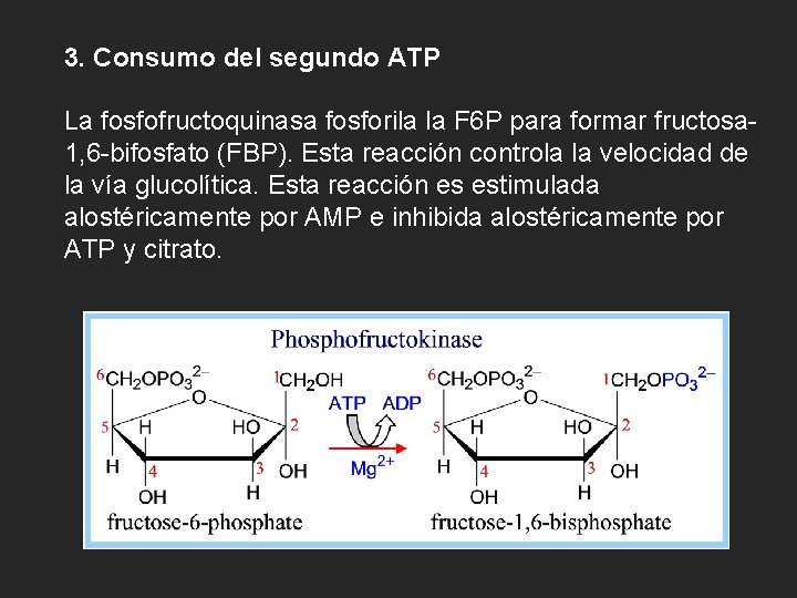 3. Consumo del segundo ATP La fosfofructoquinasa fosforila la F 6 P para formar