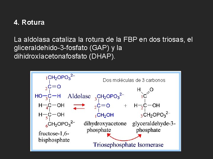 4. Rotura La aldolasa cataliza la rotura de la FBP en dos triosas, el
