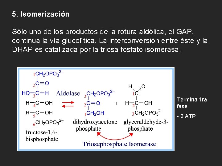 5. Isomerización Sólo uno de los productos de la rotura aldólica, el GAP, continua