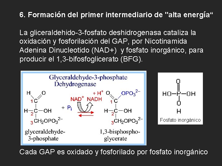 6. Formación del primer intermediario de "alta energía“ La gliceraldehido-3 -fosfato deshidrogenasa cataliza la