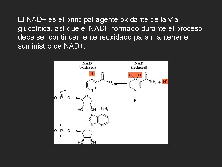 El NAD+ es el principal agente oxidante de la vía glucolítica, así que el