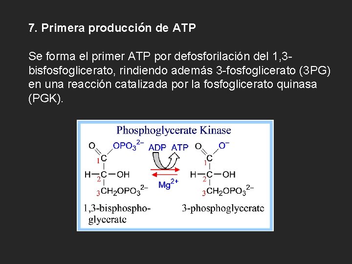 7. Primera producción de ATP Se forma el primer ATP por defosforilación del 1,