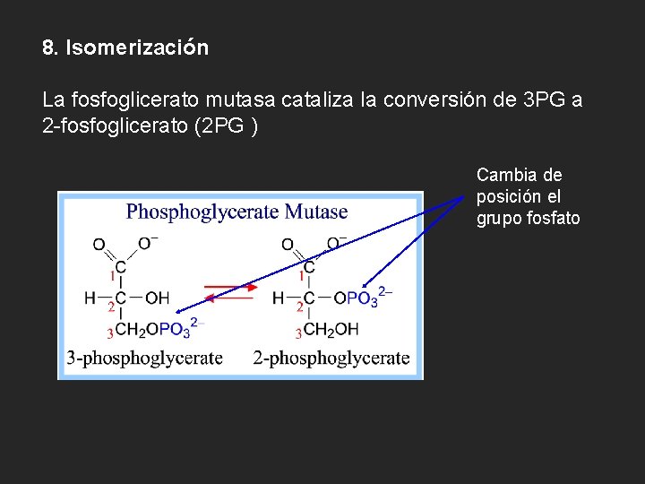8. Isomerización La fosfoglicerato mutasa cataliza la conversión de 3 PG a 2 -fosfoglicerato