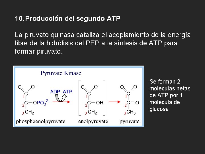 10. Producción del segundo ATP La piruvato quinasa cataliza el acoplamiento de la energía