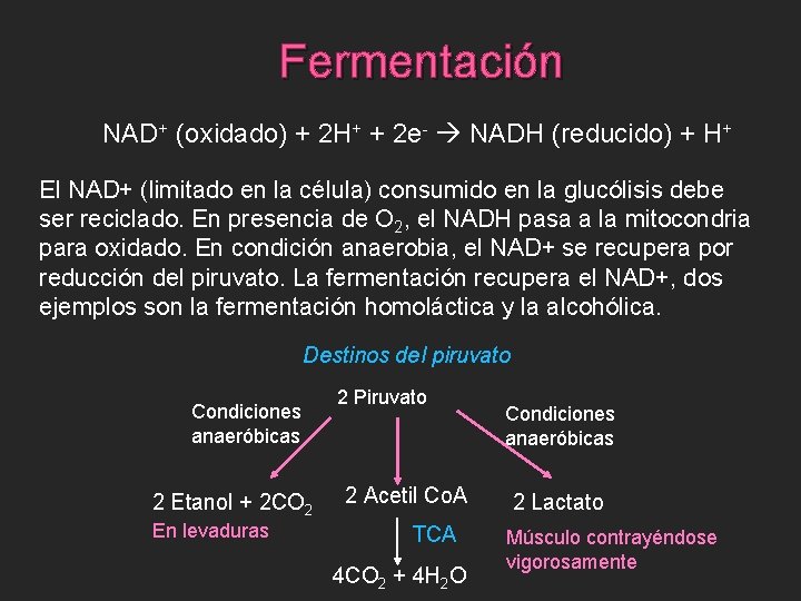 Fermentación NAD+ (oxidado) + 2 H+ + 2 e- NADH (reducido) + H+ El