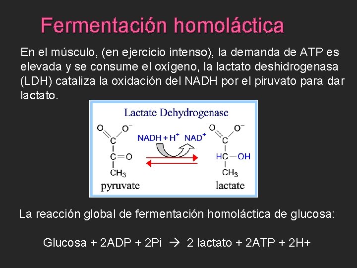 Fermentación homoláctica En el músculo, (en ejercicio intenso), la demanda de ATP es elevada