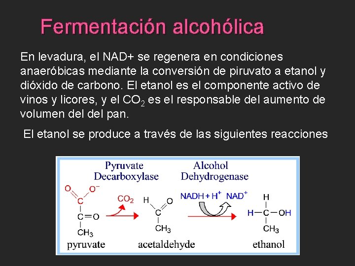 Fermentación alcohólica En levadura, el NAD+ se regenera en condiciones anaeróbicas mediante la conversión