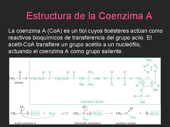 Estructura de la Coenzima A La coenzima A (Co. A) es un tiol cuyos