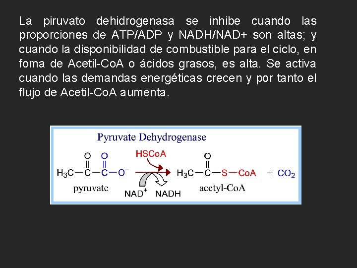 La piruvato dehidrogenasa se inhibe cuando las proporciones de ATP/ADP y NADH/NAD+ son altas;