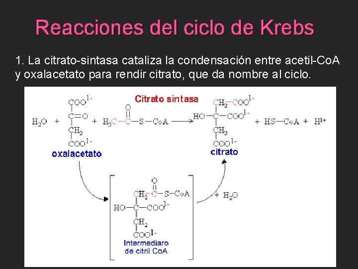 Reacciones del ciclo de Krebs 1. La citrato-sintasa cataliza la condensación entre acetil-Co. A