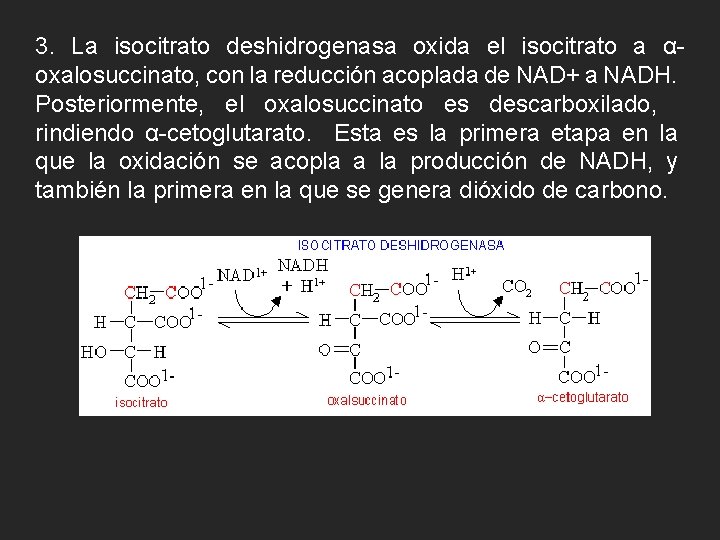 3. La isocitrato deshidrogenasa oxida el isocitrato a αoxalosuccinato, con la reducción acoplada de