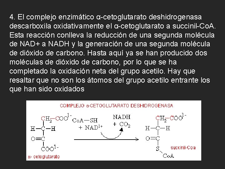 4. El complejo enzimático α-cetoglutarato deshidrogenasa descarboxila oxidativamente el α-cetoglutarato a succinil-Co. A. Esta