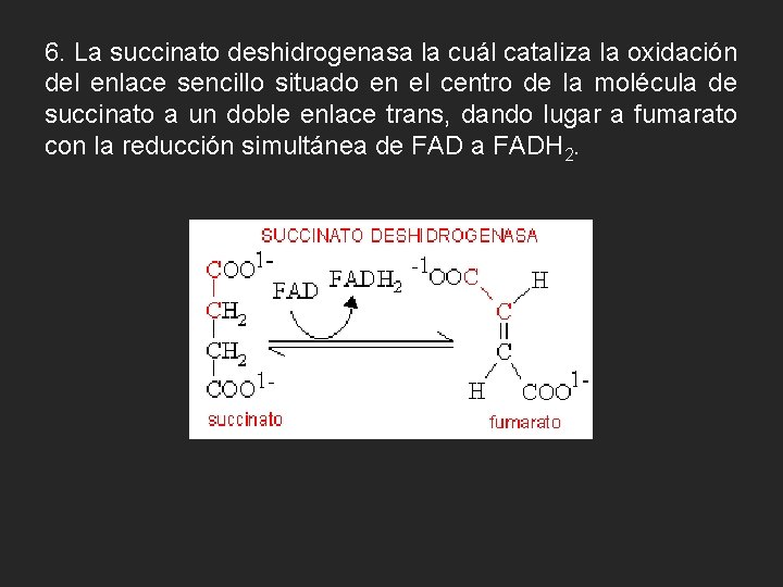 6. La succinato deshidrogenasa la cuál cataliza la oxidación del enlace sencillo situado en