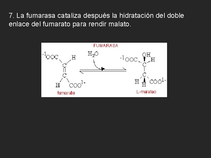 7. La fumarasa cataliza después la hidratación del doble enlace del fumarato para rendir