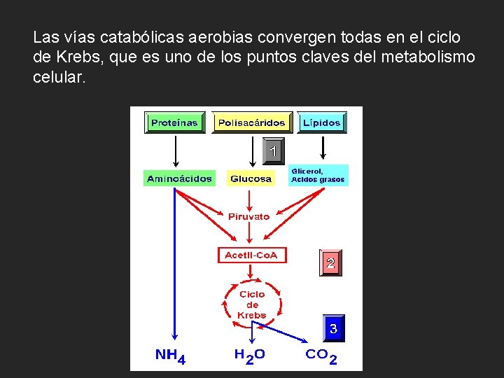 Las vías catabólicas aerobias convergen todas en el ciclo de Krebs, que es uno