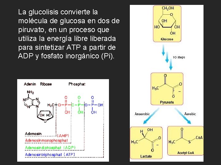La glucolisis convierte la molécula de glucosa en dos de piruvato, en un proceso