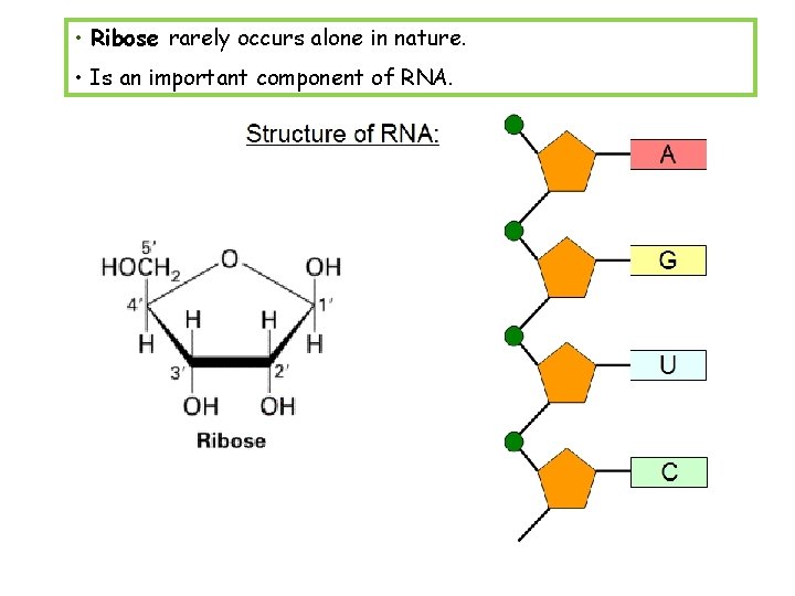  • Ribose rarely occurs alone in nature. • Is an important component of