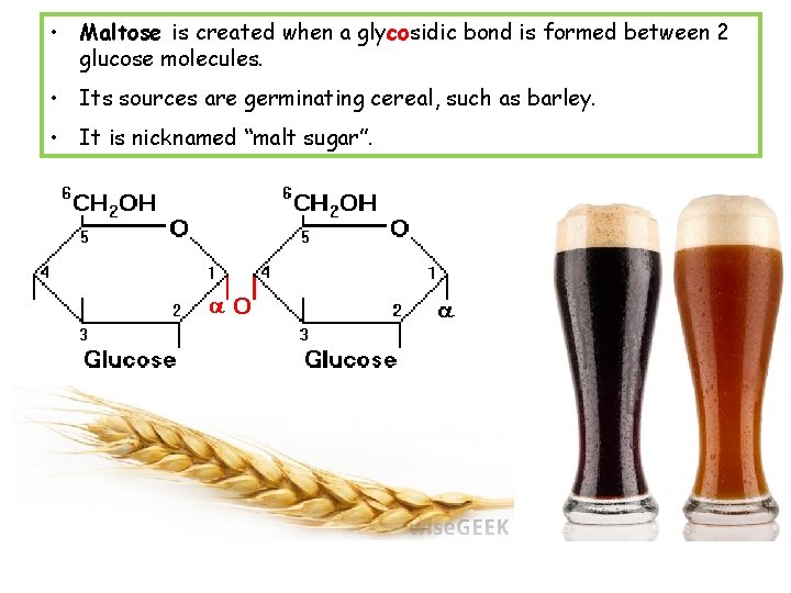  • Maltose is created when a glycosidic bond is formed between 2 glucose