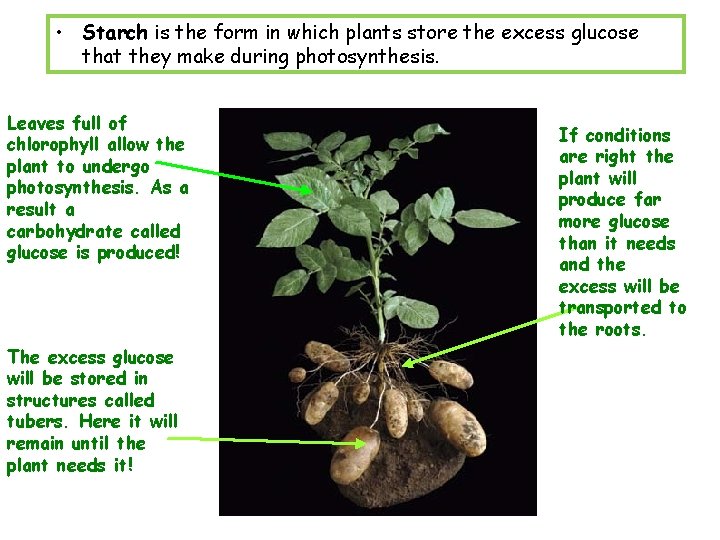  • Starch is the form in which plants store the excess glucose that