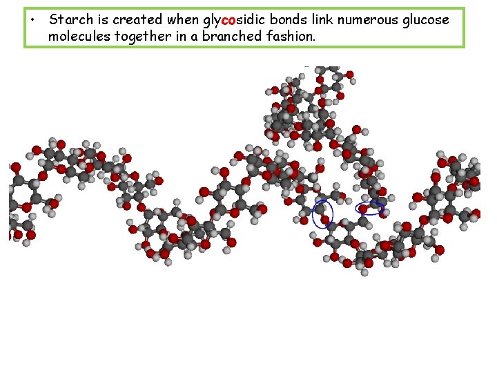  • Starch is created when glycosidic bonds link numerous glucose molecules together in