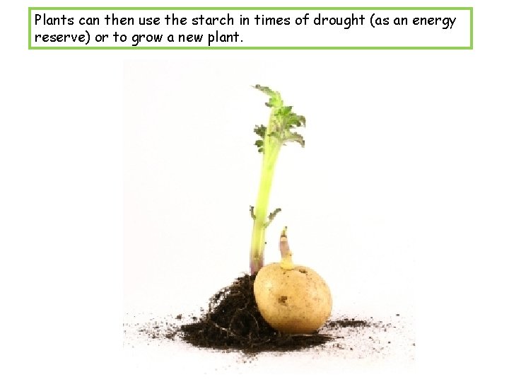 Plants can then use the starch in times of drought (as an energy reserve)