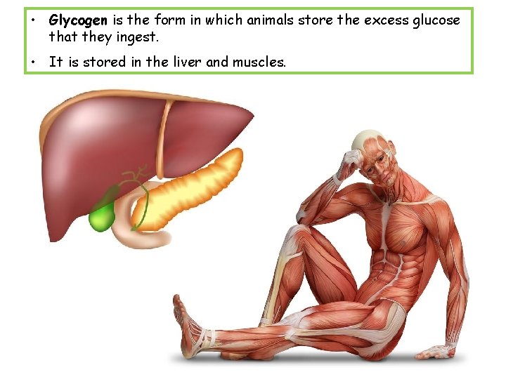  • Glycogen is the form in which animals store the excess glucose that