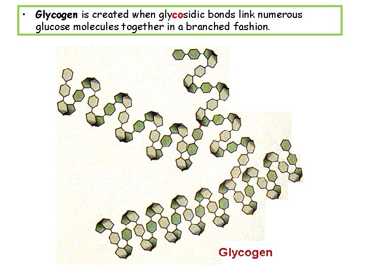  • Glycogen is created when glycosidic bonds link numerous glucose molecules together in