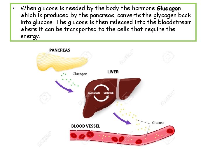  • When glucose is needed by the body the hormone Glucagon, which is