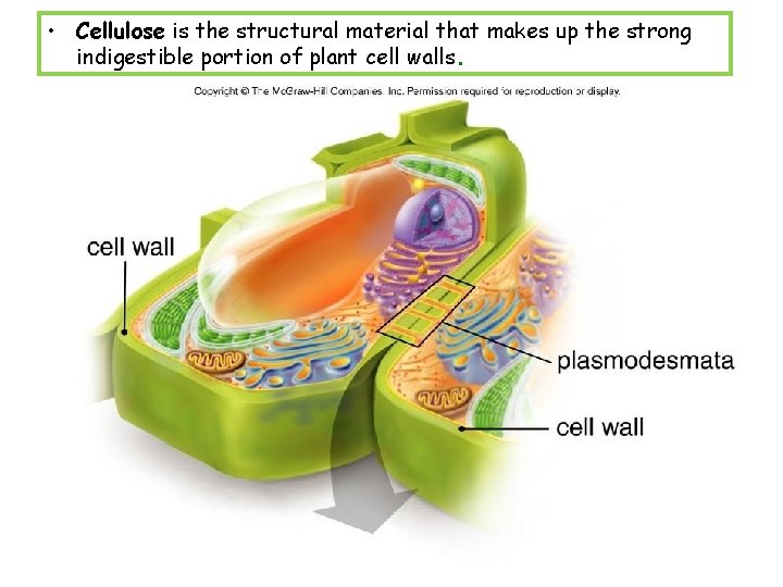  • Cellulose is the structural material that makes up the strong indigestible portion