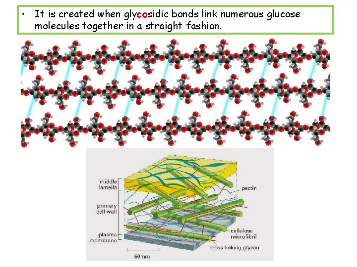  • It is created when glycosidic bonds link numerous glucose molecules together in