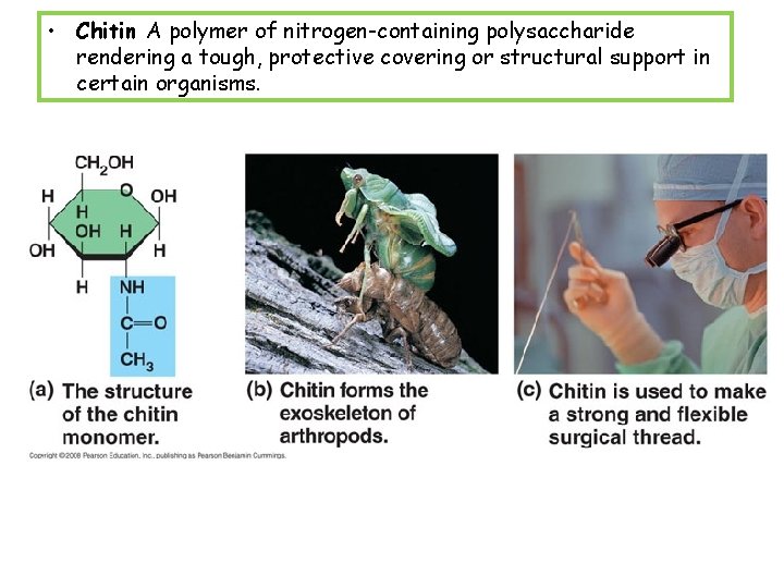  • Chitin A polymer of nitrogen-containing polysaccharide rendering a tough, protective covering or