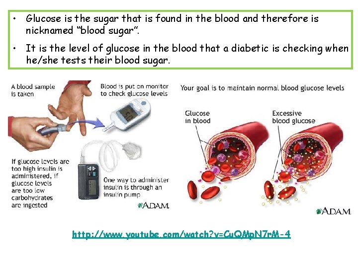  • Glucose is the sugar that is found in the blood and therefore