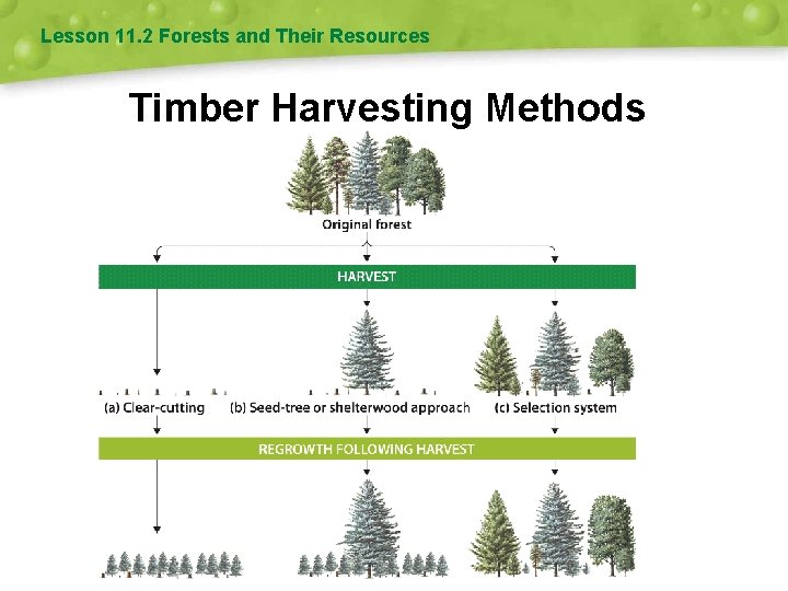 Lesson 11. 2 Forests and Their Resources Timber Harvesting Methods 