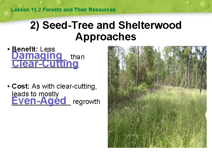 Lesson 11. 2 Forests and Their Resources 2) Seed-Tree and Shelterwood Approaches • Benefit: