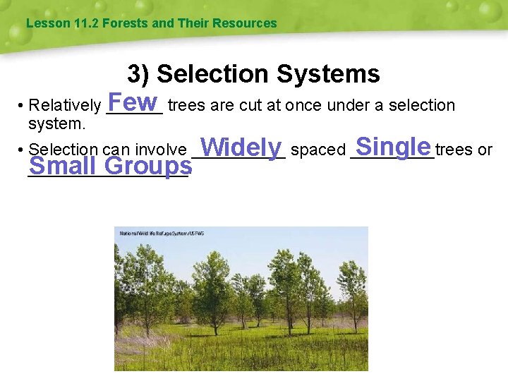 Lesson 11. 2 Forests and Their Resources 3) Selection Systems • Relatively ______ Few