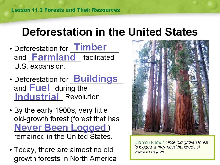 Lesson 11. 2 Forests and Their Resources Deforestation in the United States Timber •