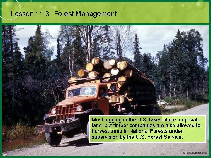 Lesson 11. 3 Forest Management Most logging in the U. S. takes place on
