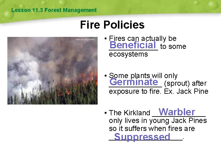 Lesson 11. 3 Forest Management Fire Policies • Fires can actually be Beneficial to