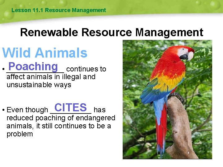 Lesson 11. 1 Resource Management Renewable Resource Management Wild Animals Poaching continues to •