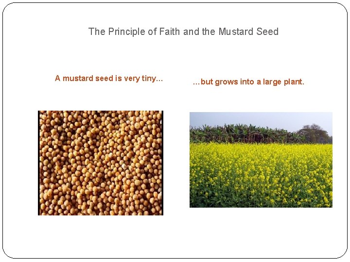 The Principle of Faith and the Mustard Seed A mustard seed is very tiny…