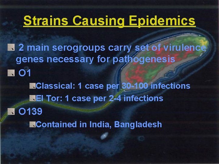 Strains Causing Epidemics 2 main serogroups carry set of virulence genes necessary for pathogenesis
