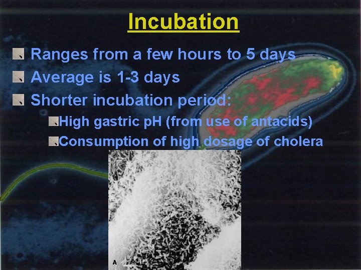 Incubation Ranges from a few hours to 5 days Average is 1 -3 days