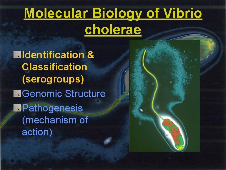 Molecular Biology of Vibrio cholerae Identification & Classification (serogroups) Genomic Structure Pathogenesis (mechanism of