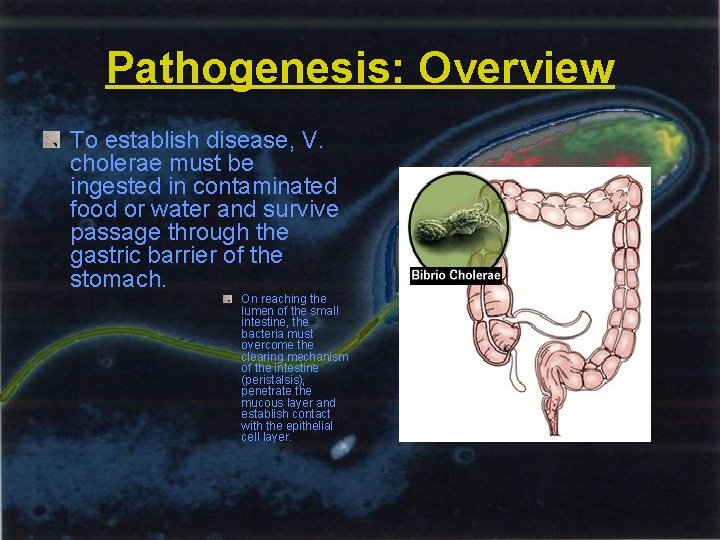 Pathogenesis: Overview To establish disease, V. cholerae must be ingested in contaminated food or