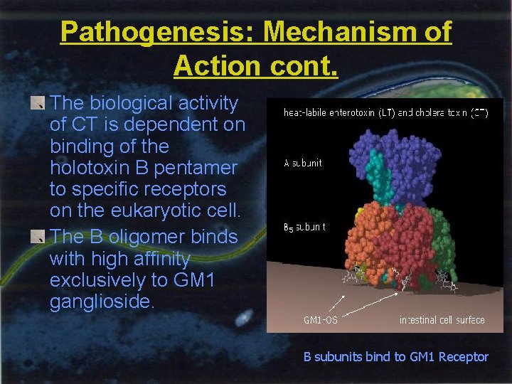 Pathogenesis: Mechanism of Action cont. The biological activity of CT is dependent on binding
