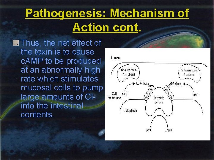 Pathogenesis: Mechanism of Action cont. Thus, the net effect of the toxin is to