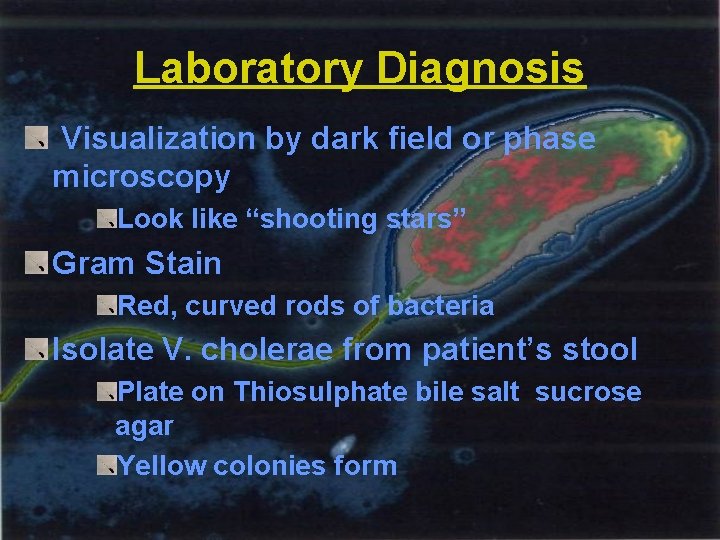 Laboratory Diagnosis Visualization by dark field or phase microscopy Look like “shooting stars” Gram