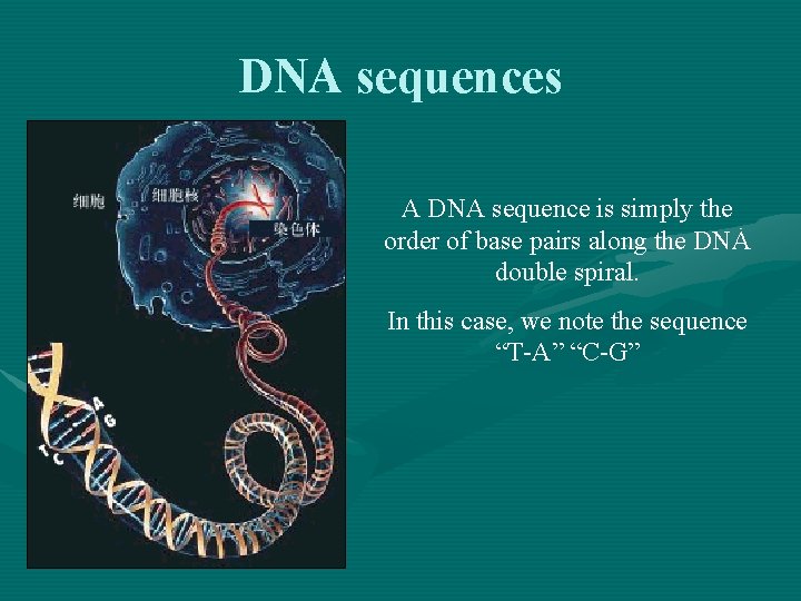 DNA sequences A DNA sequence is simply the order of base pairs along the
